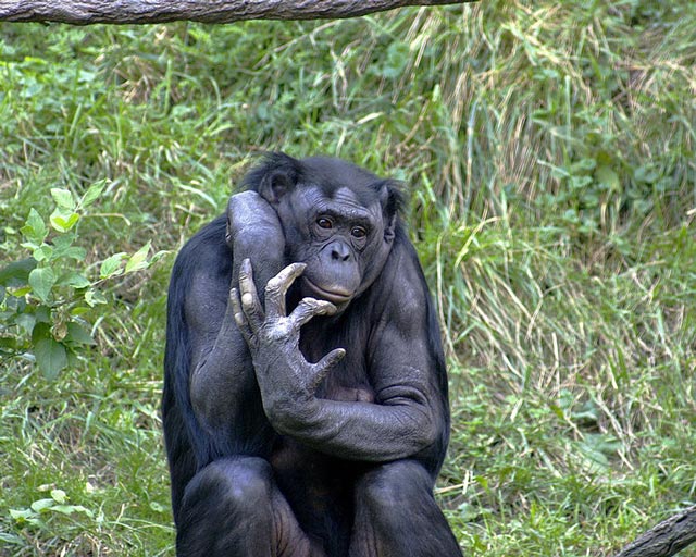 (آیا شباهت ژنتیک شامپانزه با انسان هیچ دلیل ندارد؟ ما از کره دیگری آمده ایم؟ پس چرا میمونها 95 درسد با ما یکریشه هستند؟)