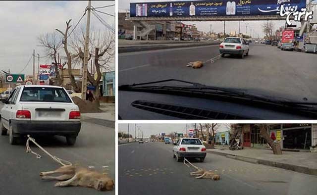 بستن سگ های بی آزار به ماشین ها و با زجر و شکنجه کشتن این حیوانات کاری است که در مشهد انجام گرفته است